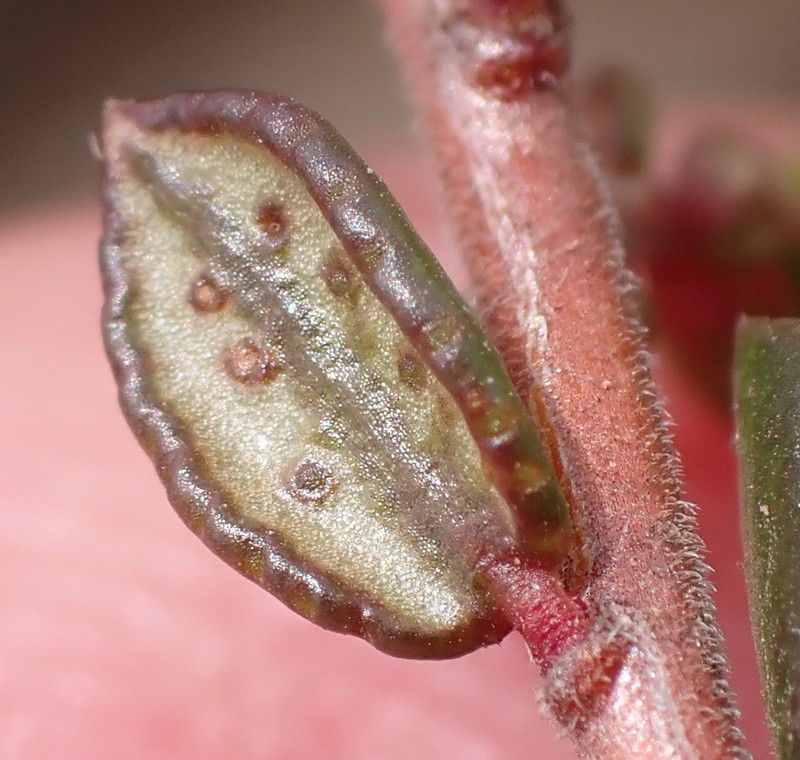 Agathosma ovalifolia photo 6