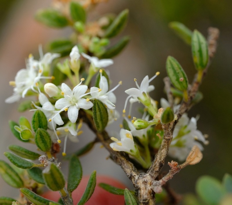 Agathosma ovalifolia photo 7