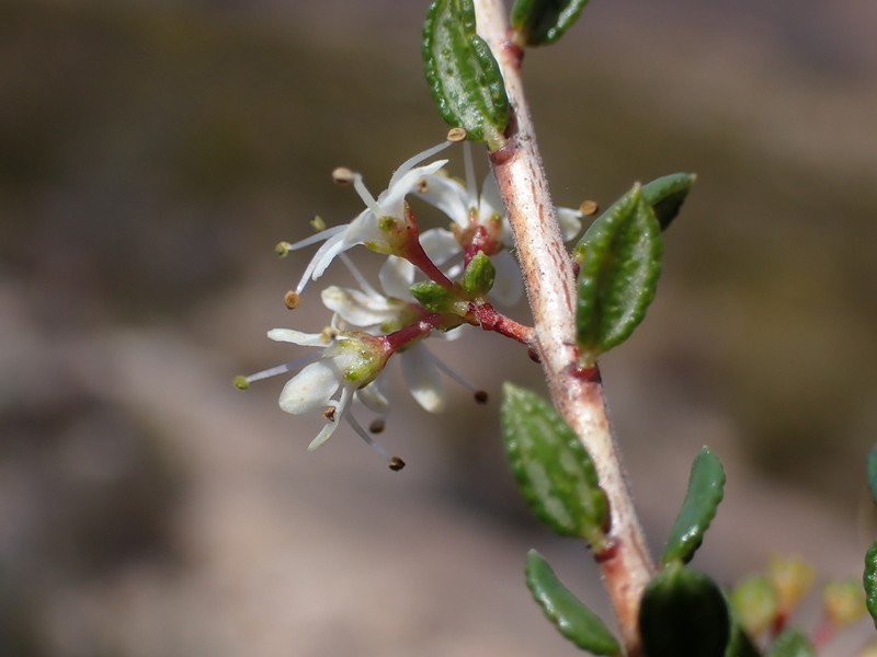 Agathosma ovalifolia photo 8