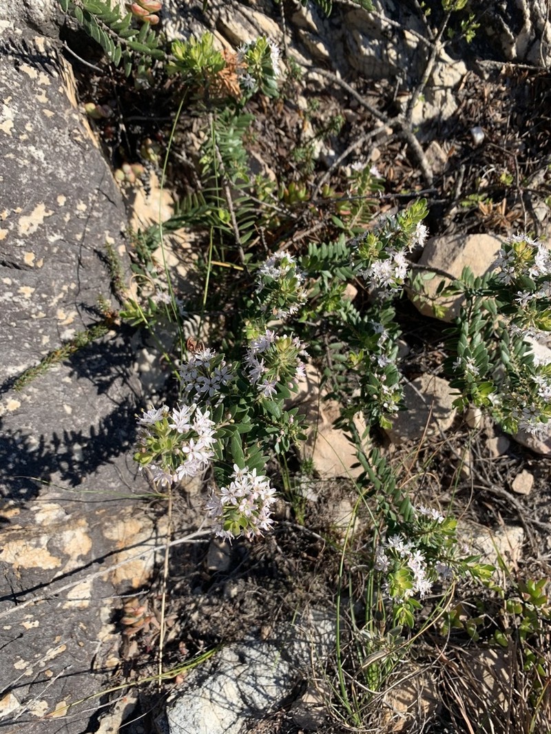 Agathosma ovata