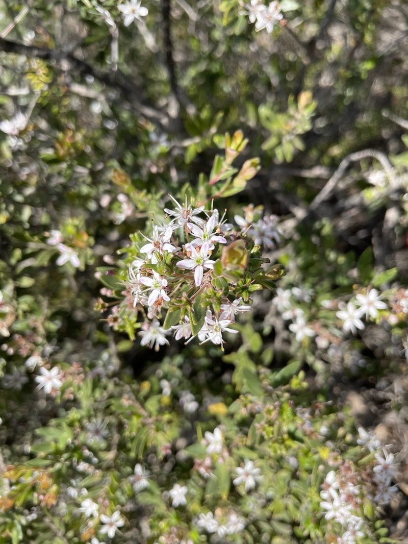 Agathosma ovata photo 2