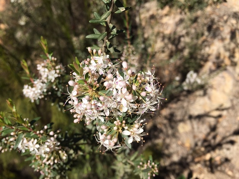 Agathosma ovata photo 3