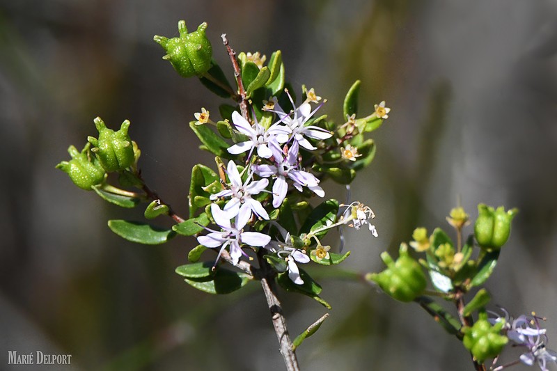 Agathosma ovata photo 4