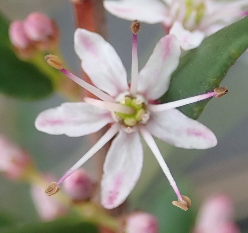 Agathosma ovata photo 5