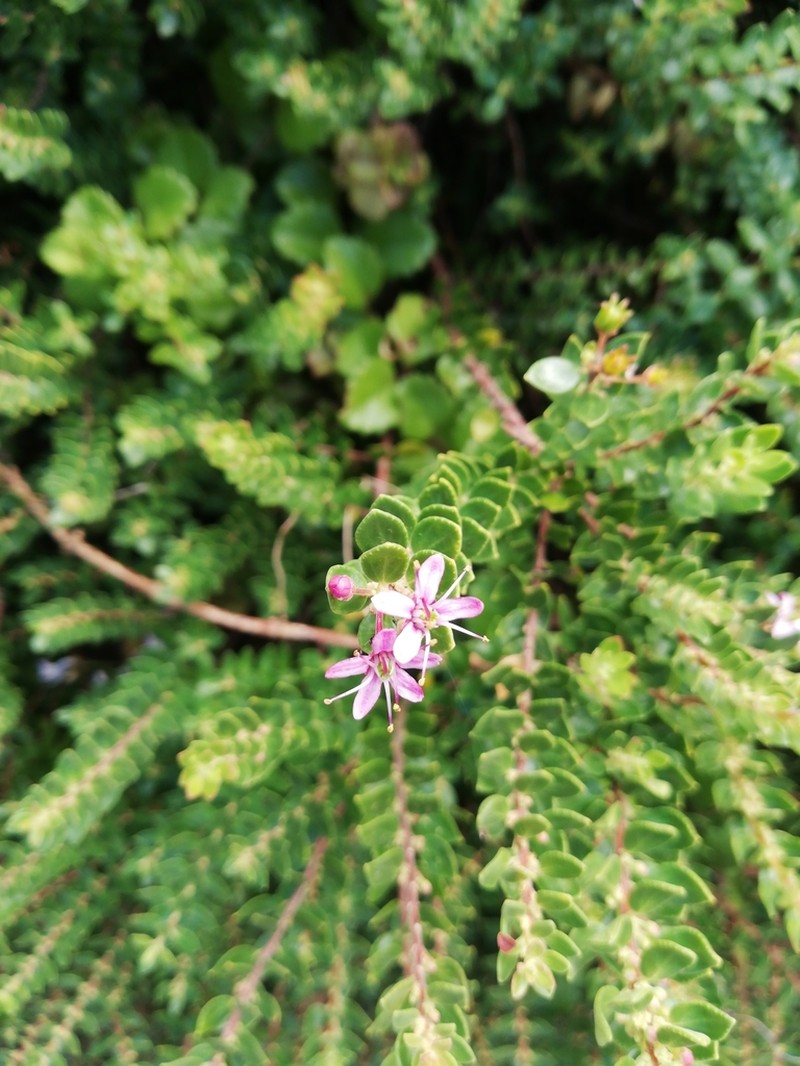Agathosma ovata photo 6