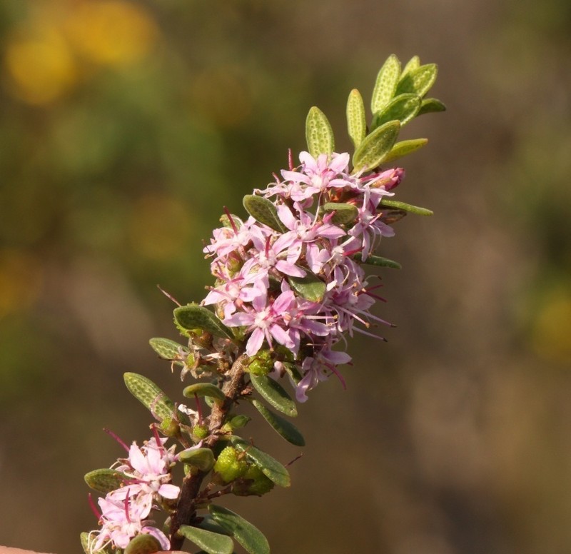 Agathosma ovata photo 7