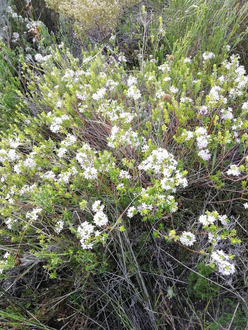 Agathosma ovata photo 8