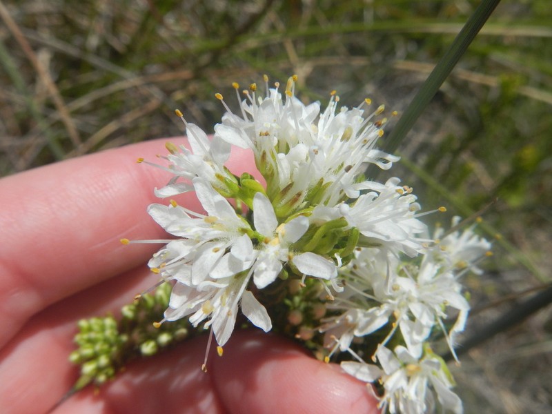 Agathosma peglerae