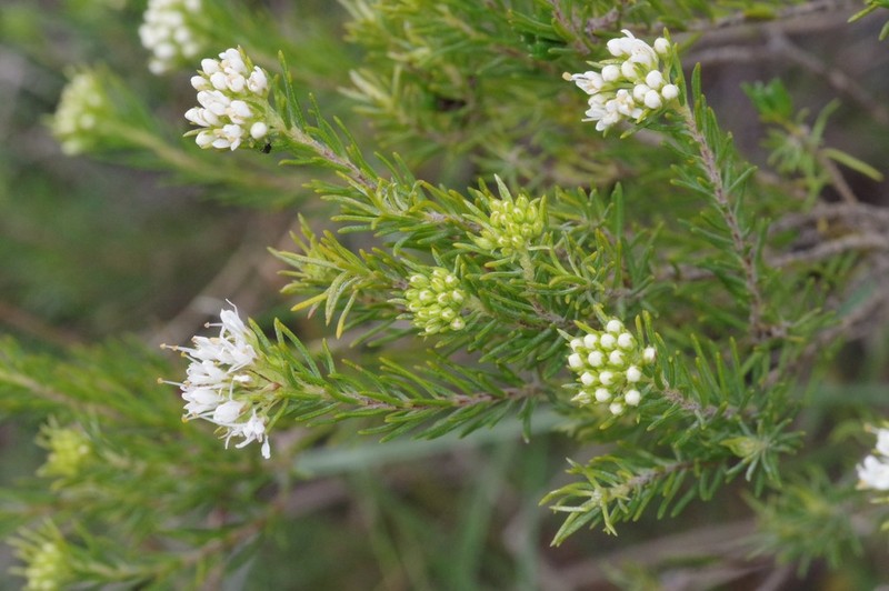 Agathosma peglerae photo 2