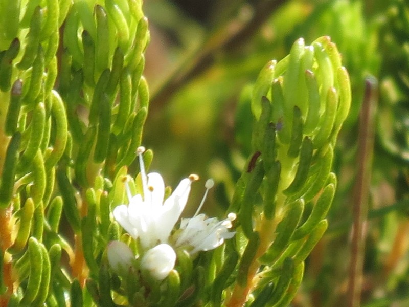 Agathosma peglerae photo 3