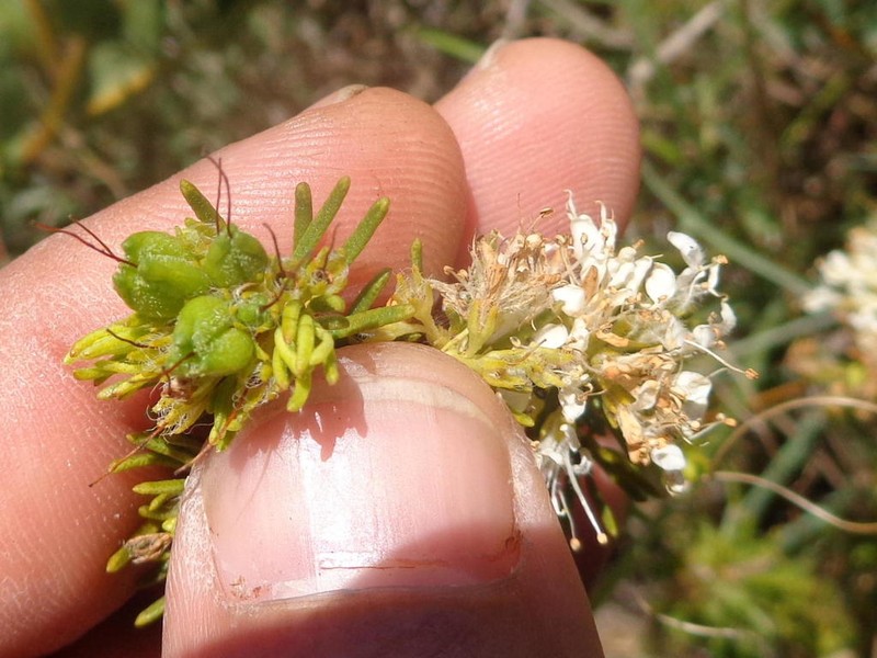 Agathosma peglerae photo 4
