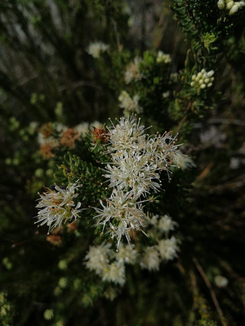 Agathosma peglerae photo 5