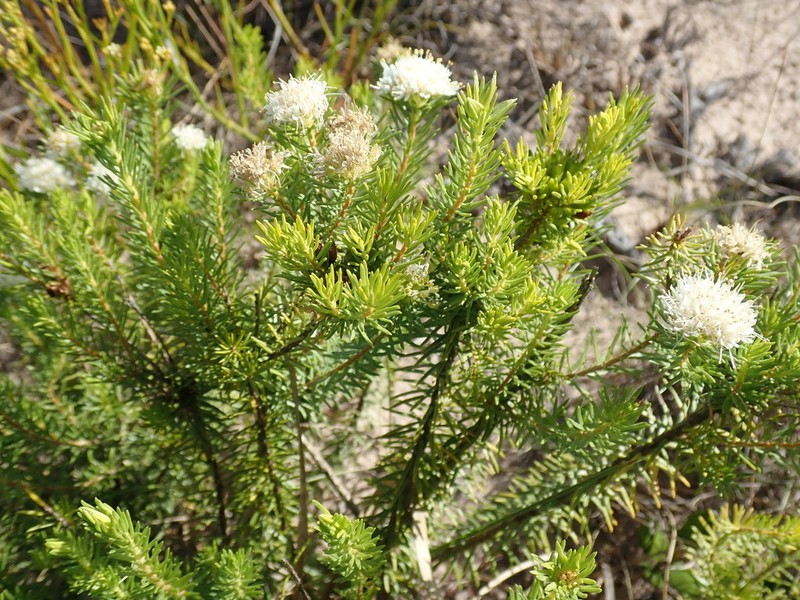 Agathosma peglerae photo 6