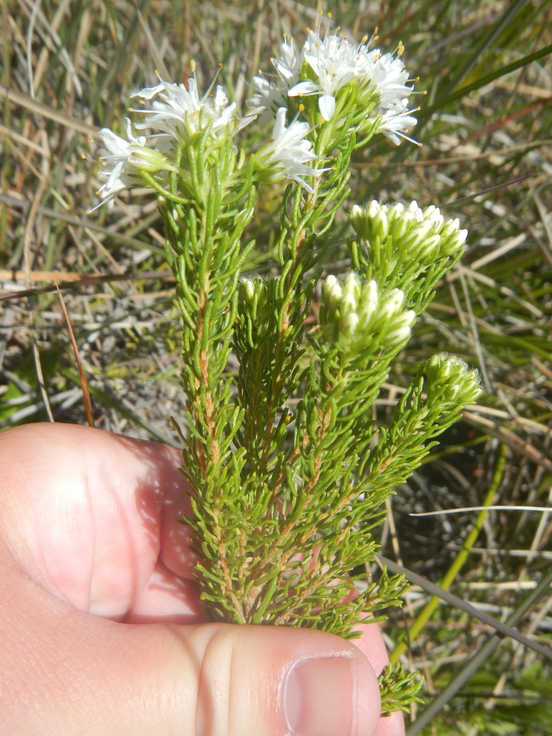 Agathosma peglerae photo 7