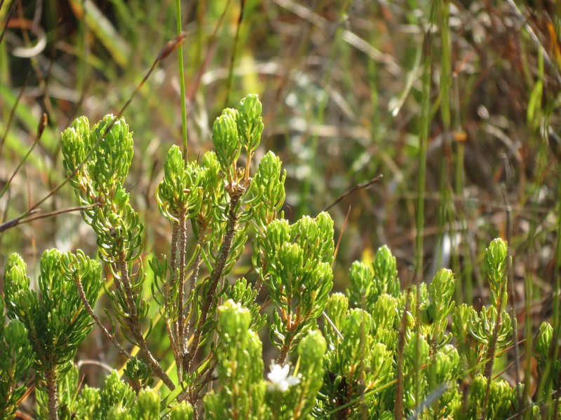 Agathosma peglerae photo 8