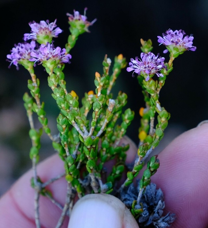 Agathosma pentachotoma