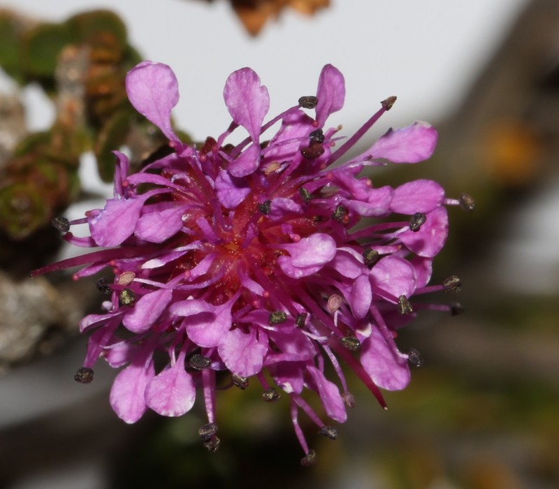 Agathosma pentachotoma photo 2
