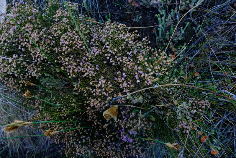 Agathosma pentachotoma photo 3