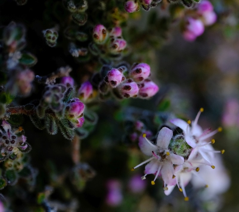 Agathosma phillipsii photo 3