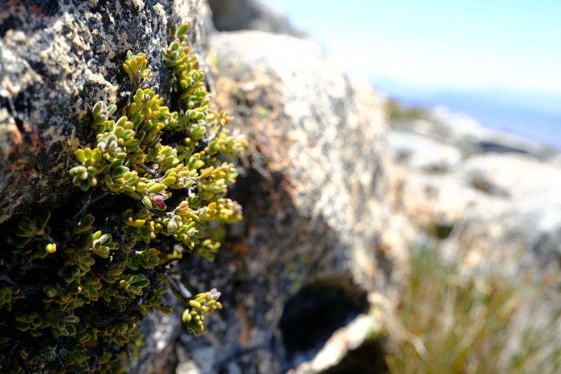 Agathosma phillipsii photo 4