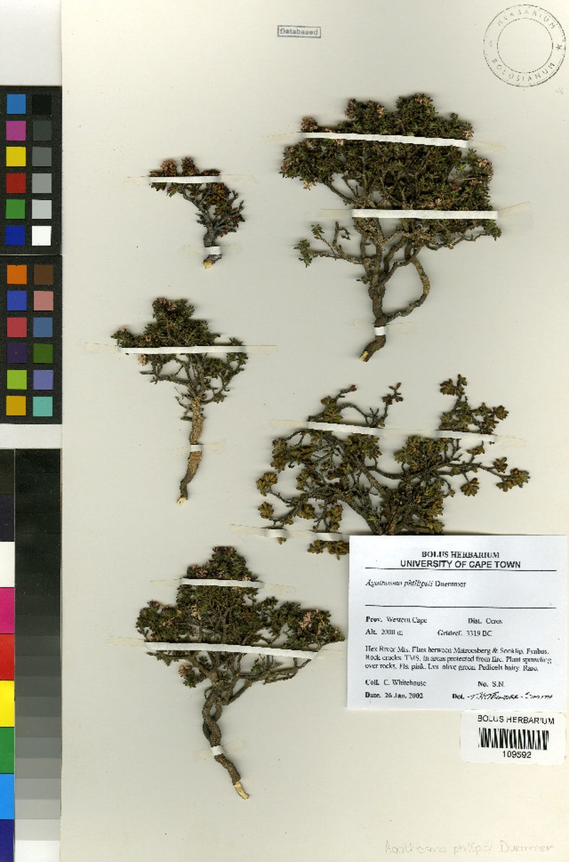 Agathosma phillipsii photo 6