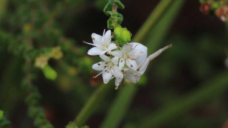 Agathosma pilifera