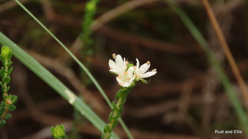 Agathosma pilifera photo 2