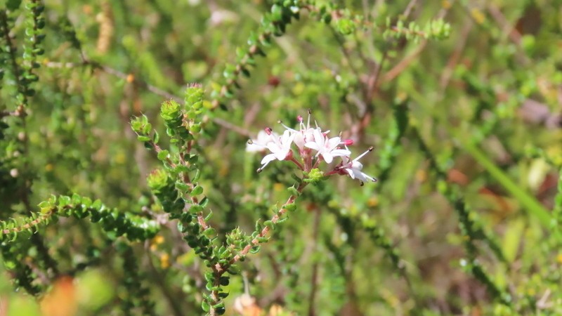 Agathosma pilifera photo 3