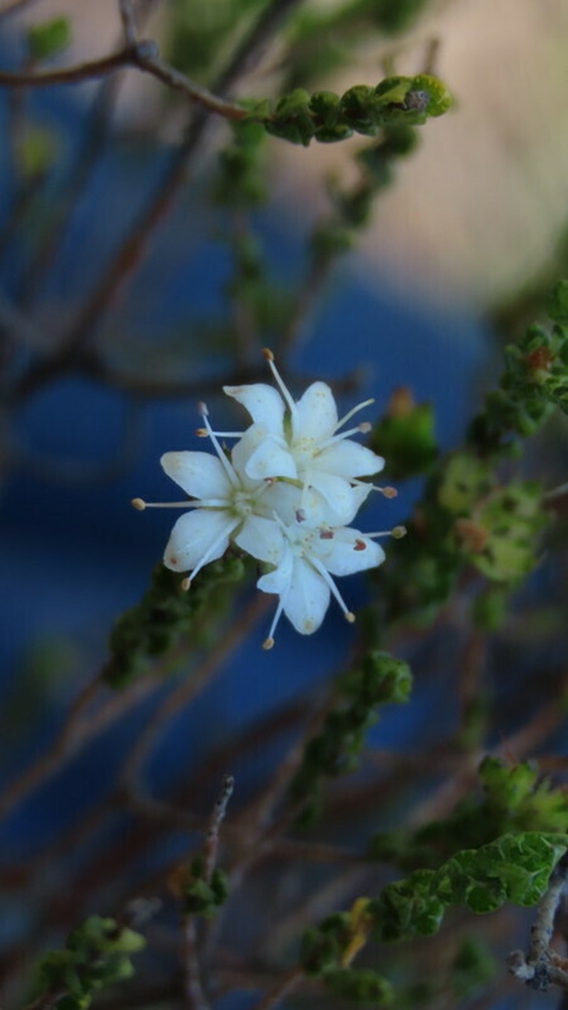 Agathosma pilifera photo 4