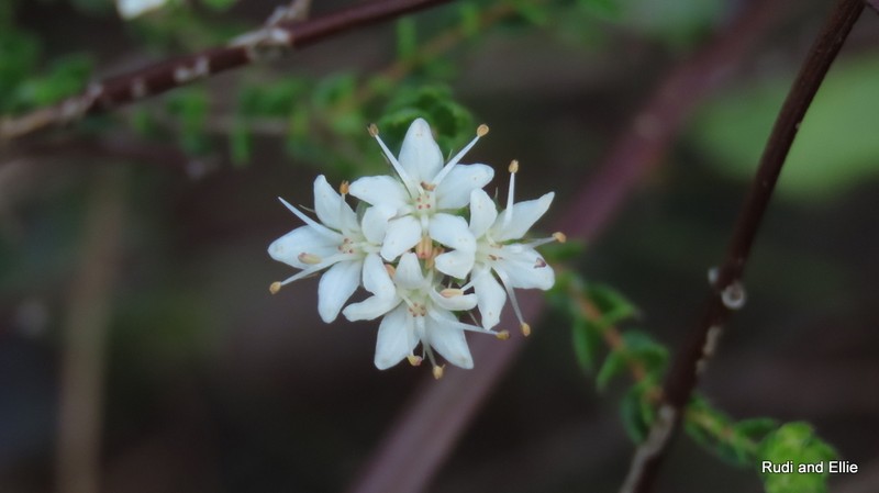 Agathosma pilifera photo 5