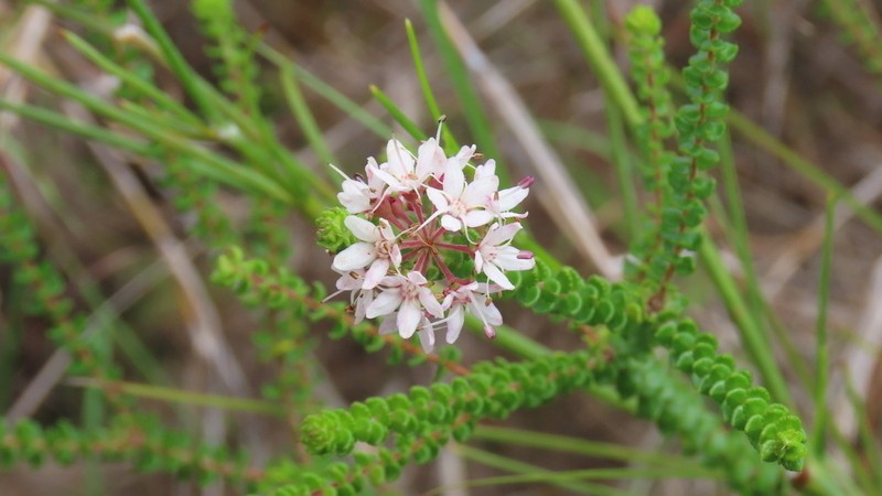 Agathosma pilifera photo 6