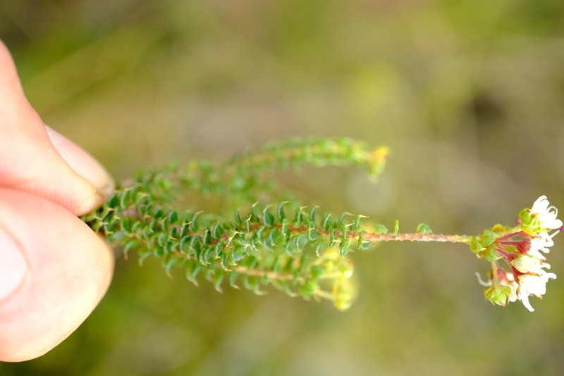 Agathosma pilifera photo 7