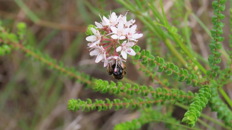 Agathosma pilifera photo 8
