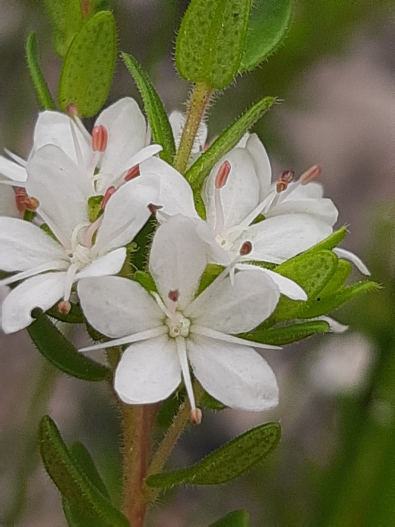 Agathosma planifolia photo 2