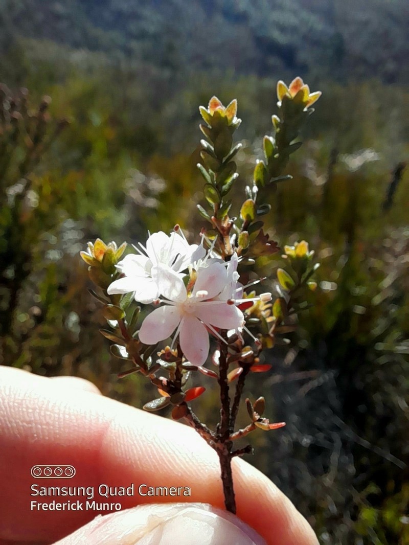Agathosma planifolia photo 3