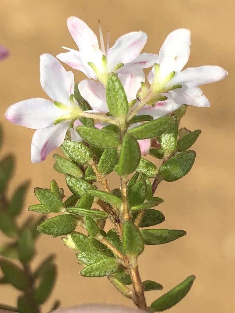 Agathosma planifolia photo 4