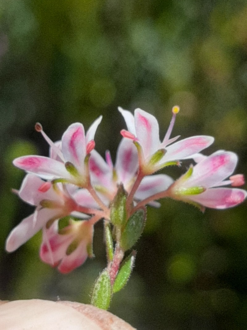 Agathosma planifolia photo 5
