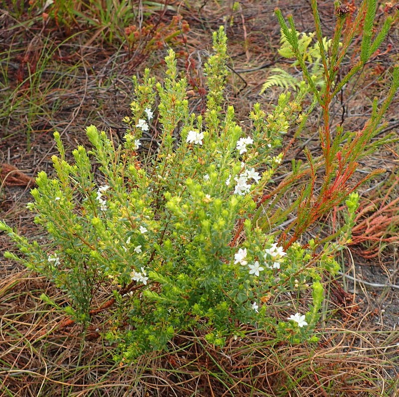 Agathosma planifolia photo 6