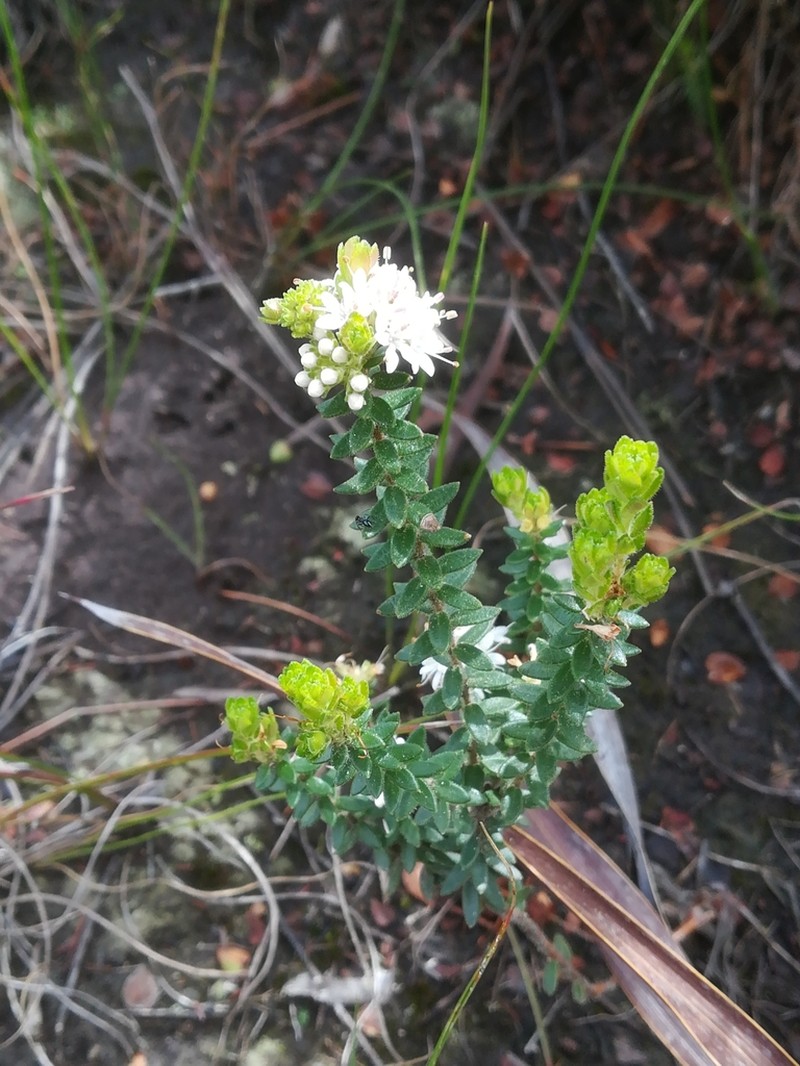 Agathosma planifolia photo 7