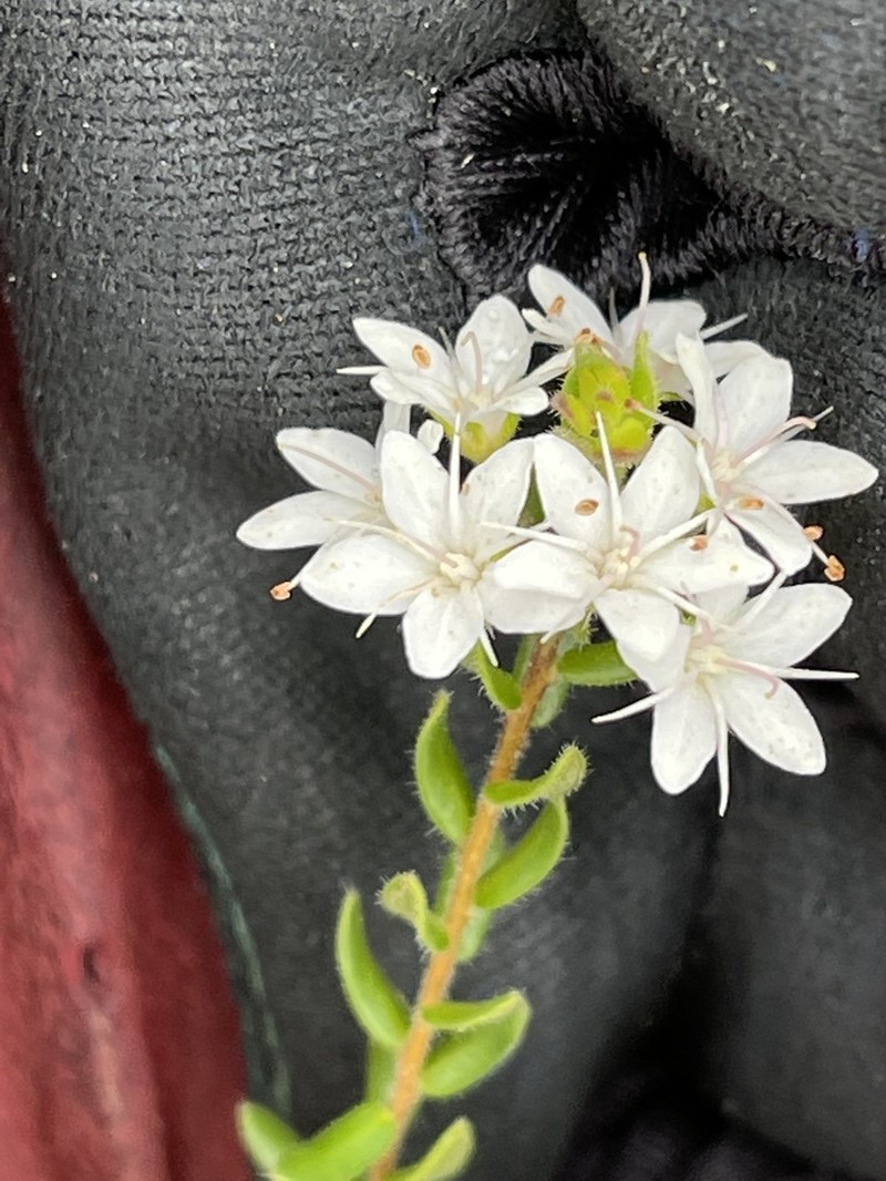 Agathosma planifolia photo 8