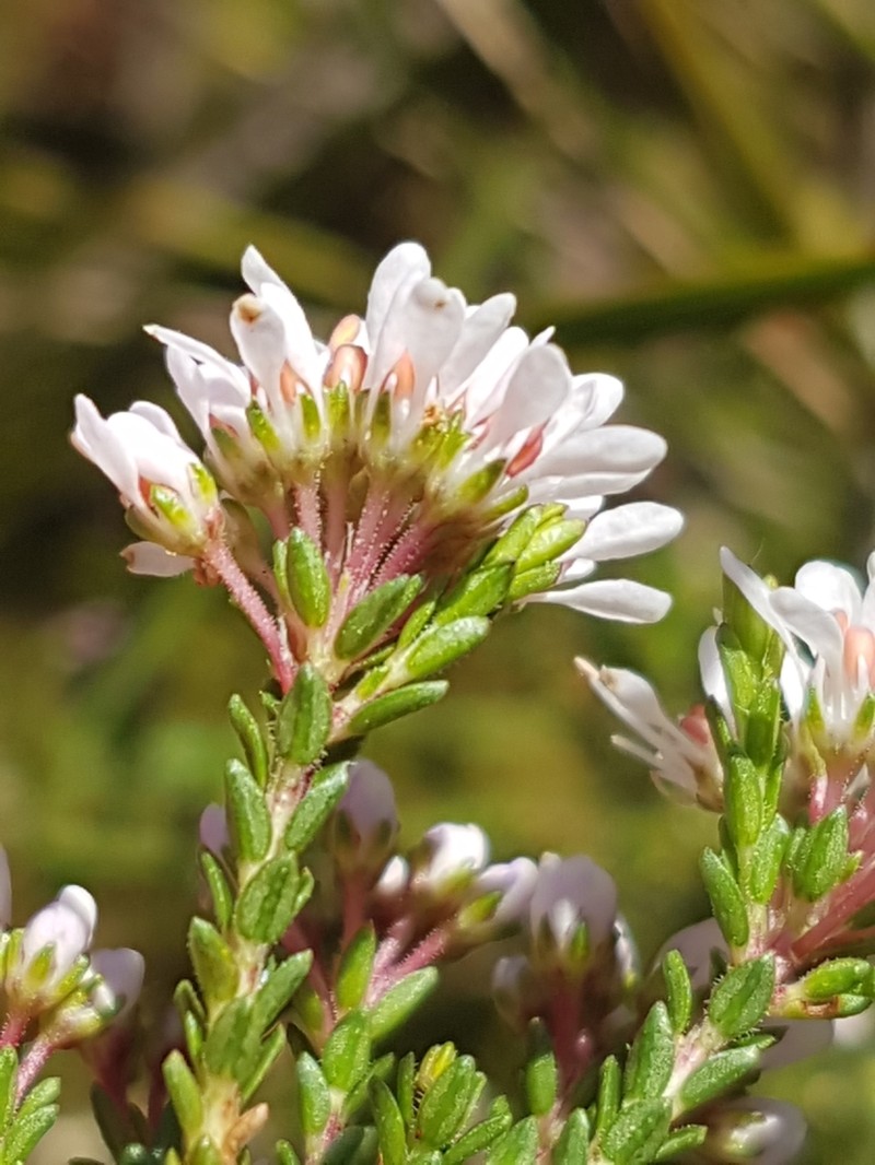 Agathosma propinqua