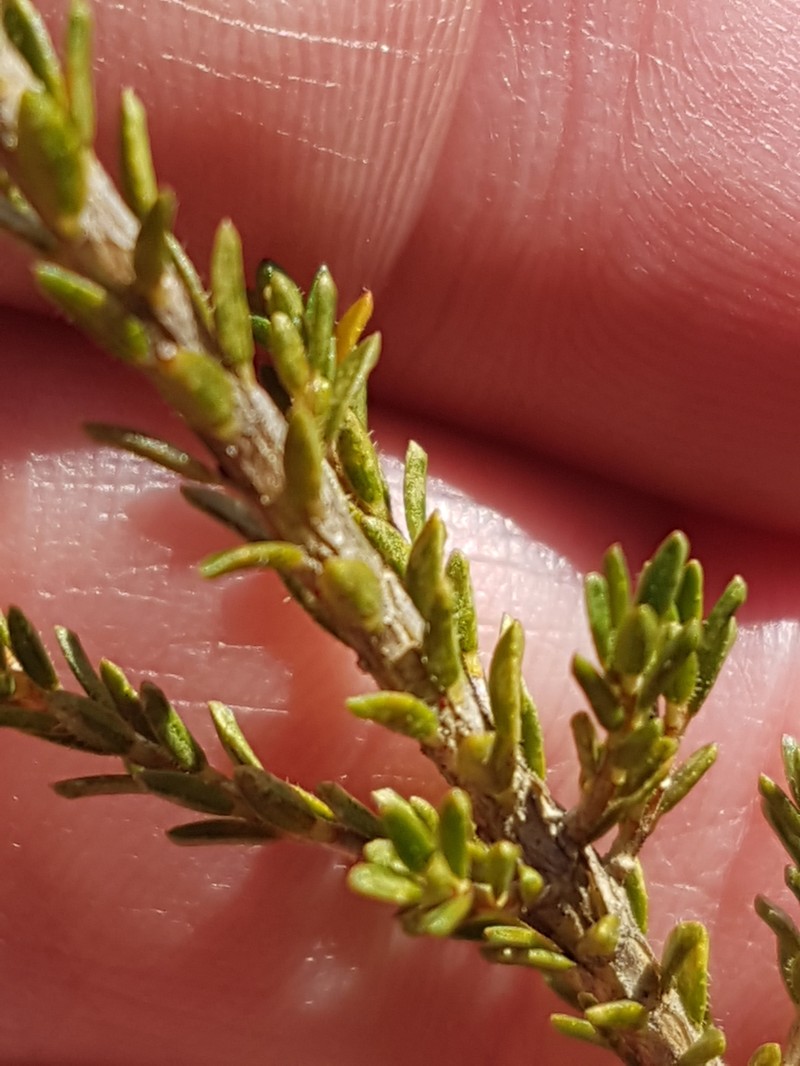 Agathosma propinqua photo 2
