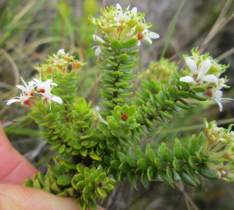 Agathosma puberula
