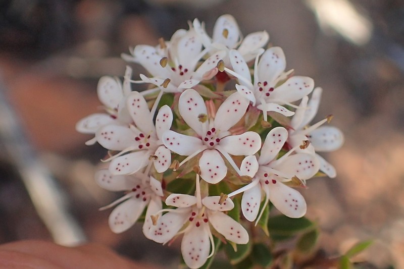 Agathosma puberula photo 2