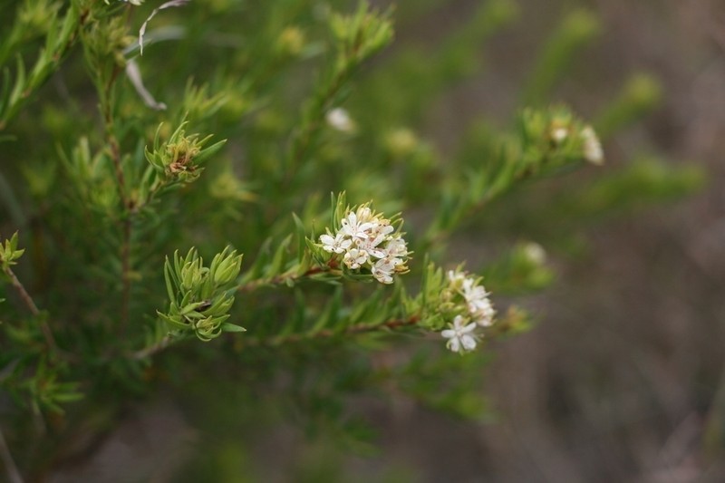 Agathosma puberula photo 3