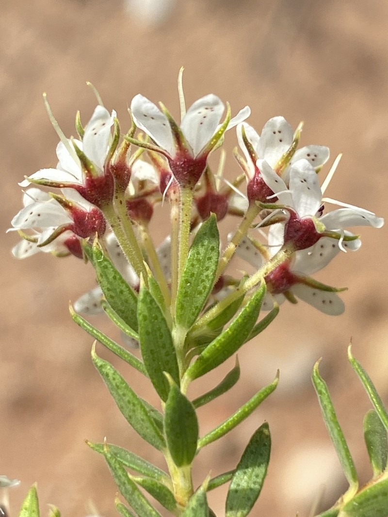 Agathosma puberula photo 4