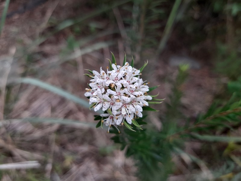 Agathosma puberula photo 5