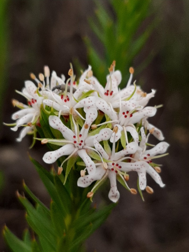 Agathosma puberula photo 6
