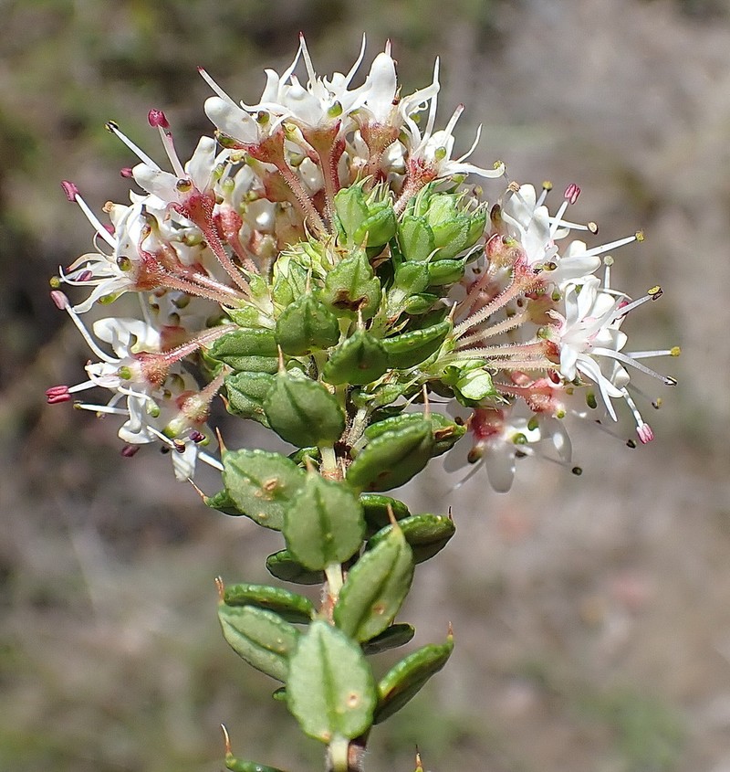 Agathosma puberula photo 7