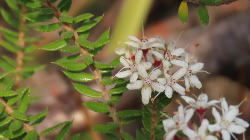 Agathosma puberula photo 8